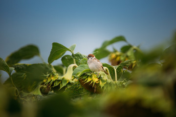 Sunflower fields before the rain.