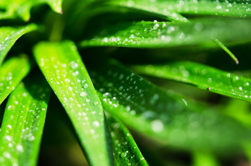 Water drops on the green leaves lily. Macro photography. - Image