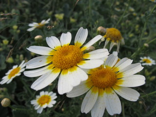 Obraz premium kronenwucherblume