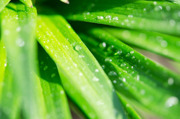 Water drops on the green leaves lily. Macro photography. - Image