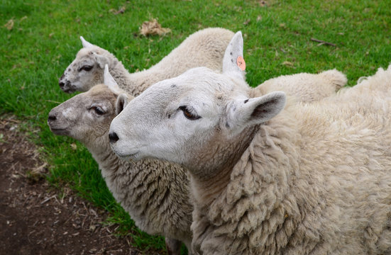 Three head of sheep on grass