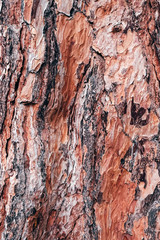 Coral bark texture. Close up, coral color.