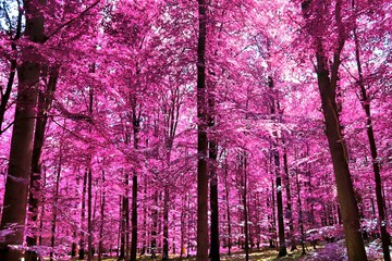 Beautiful infrared view into a purple fantasy forest