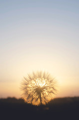 Fototapeta na wymiar Blurred fuzzy dandelion on the background of sun.