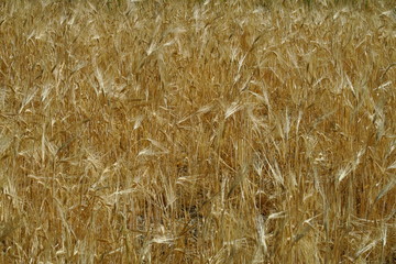 Camp de blé doré avant la moisson.