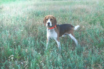 A beagle dog is standing with wet hair in the grass.