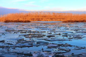 Lake landscape with dry orange bulrush (reeds) and Ice floes