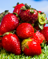 Red strawberries on green grass with blue sky background