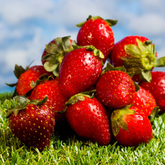 Red strawberries on green grass with blue sky background