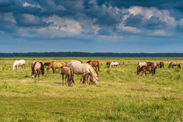 Herd of horses grazing on the field.