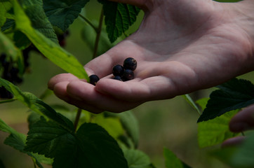 Gardening. The man's hand collects blackcurrant berries from a green bush