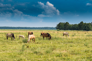 Herd of horses grazing on the field.