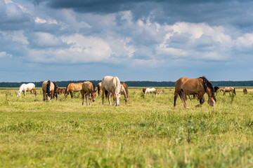 Fototapeta na wymiar Herd of horses grazing on the field.