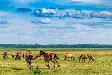 Herd of horses grazing on the field.