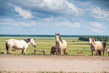 Obraz na płótnie Canvas Herd of horses grazing on the field.