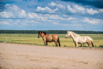 Fototapeta premium Herd of horses grazing on the field.