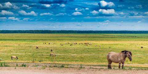 Herd of horses grazing on the field.