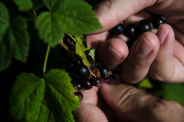 Gardening. The man's hand collects blackcurrant berries from a green bush