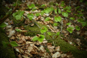 Vosges 