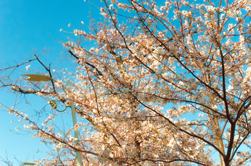 桜と青空