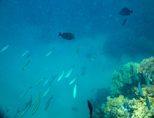 sea fish near coral, underwater