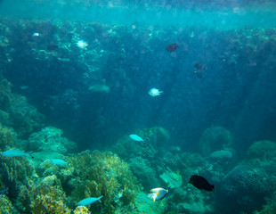 sea fish near coral, underwater