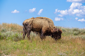An American bison (Bison bison) just beginning to shed its winter coat in Yellowstone National Park, Wyoming, USA.