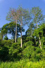 Fototapeta premium Tropical jungle in morning light white tree trunks