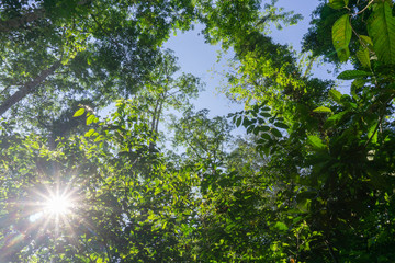 Fototapeta na wymiar Rainforest landscape with lensflare as sun breaks through between lush foliage.