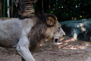 The old brown lion in the show.