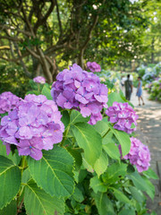 Hydrangea(Ajisai), Shimoda, Shizuoka, Japan