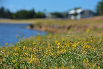 Yellow flowers