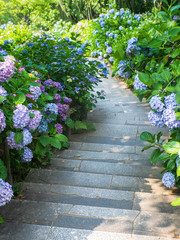 Hydrangea(Ajisai), Shimoda, Shizuoka, Japan