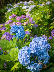 Hydrangea(Ajisai), Shimoda, Shizuoka, Japan
