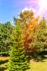 Sunny cedar forest background green glare light