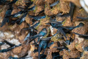 Nesting colony Pacific swallows
