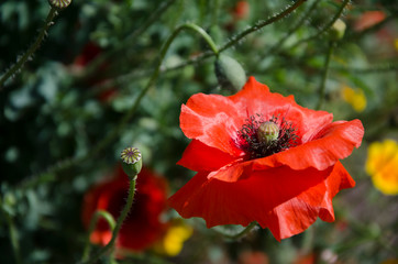 Summer poppy on the background of green vegetation