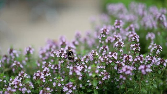 Solitary bee climbs over small purple flowers collecting pollen.