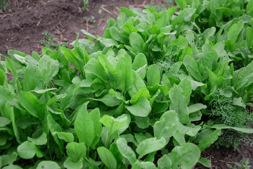 fresh sorrel in the garden