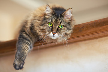 Big and fluffy adult brown tabby he-cat with green eyes lies on wooden shelf, leaning one paw down. Blurred background, indoors, selective focus, close up, copy space.