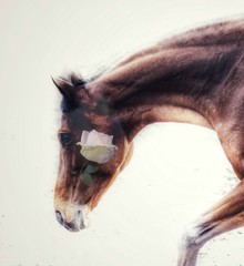 Leidenschaft der Rose