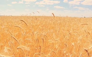 Fields of wheat. Ripe grains. Spikelets of wheat grow in a field on a farm. Wheat crop. Nature of Ukraine. © Sagittarius_13