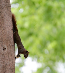 squirrel on tree