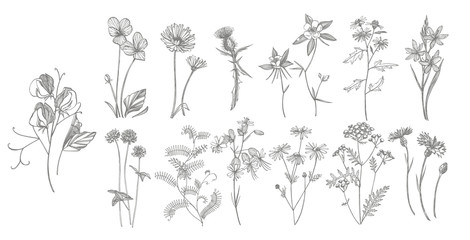 Collection of hand drawn flowers and herbs. Botanical plant illustration. Vintage medicinal herbs sketch set of ink hand drawn medical herbs and plants sketch. - 275420433