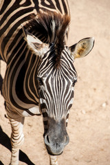 Fototapeta na wymiar Zebra looking to the camera