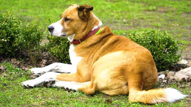 Red dog lying on the grass, wagging his tail, sniffs