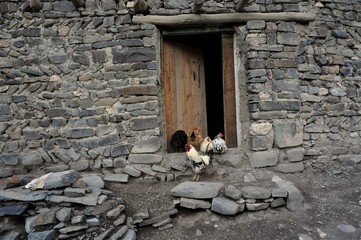 cock and hens around the henhouse © Sergey
