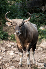 Endangered species in IUCN Red List of Threatened Species full adult male Banteng