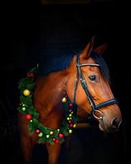 Weihnachts Gru&szlig; des Pferdes