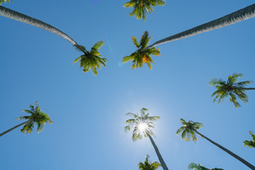 Fototapeta premium Low point of view tropical coconut palms against blue sky with lens flare.